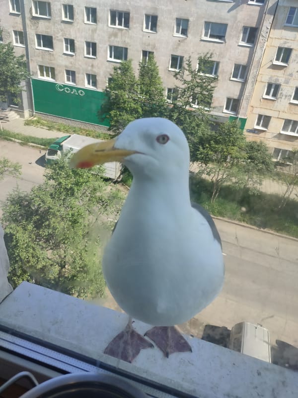 Seagull on a Magadan windowsill, watching the street below