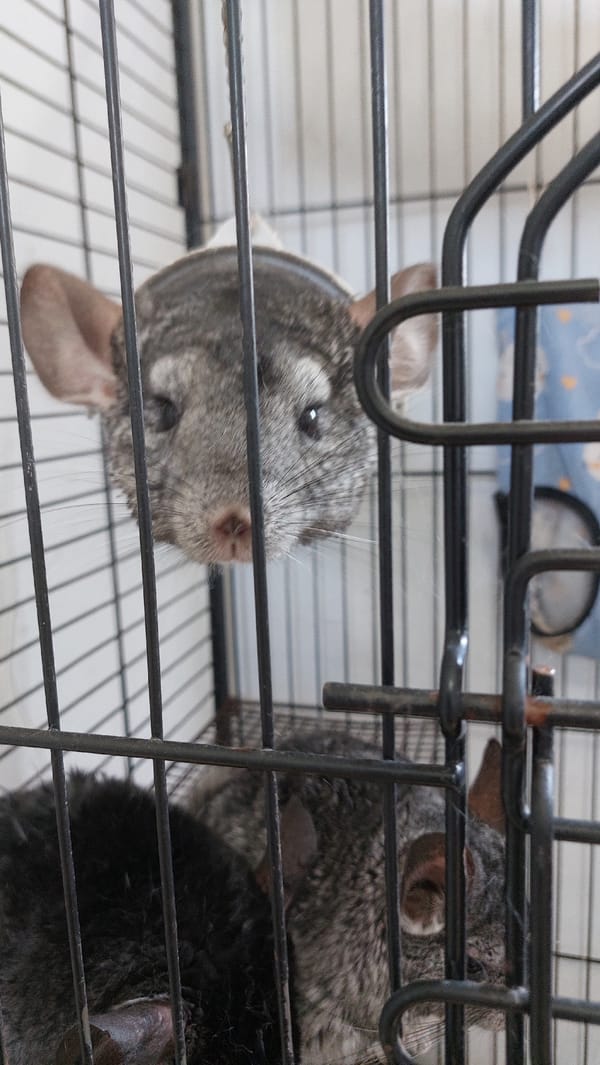 Up-close tour of a small animal exhibit or exotic pet zoo