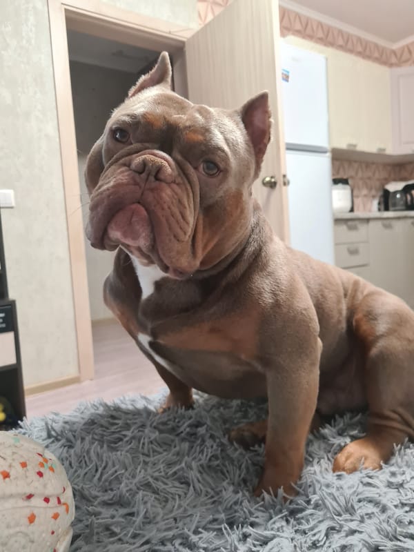American Bully chills at home, with a few random extras