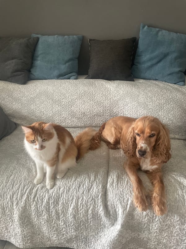 Cat and dog share cozy moment on sofa