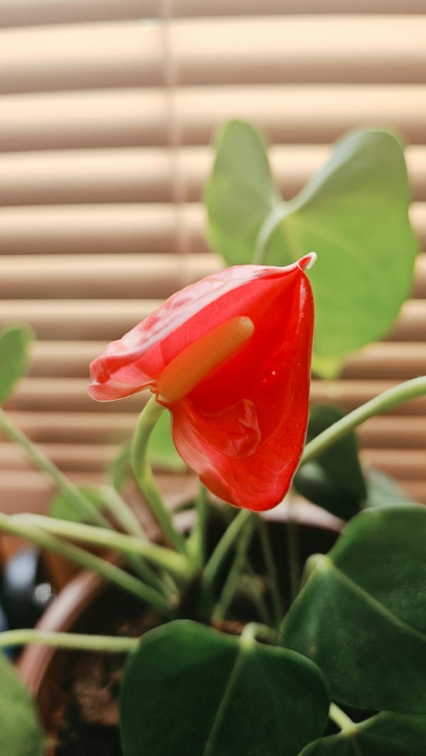 Red Anthurium flower photographed indoors in Prešov, Slovakia