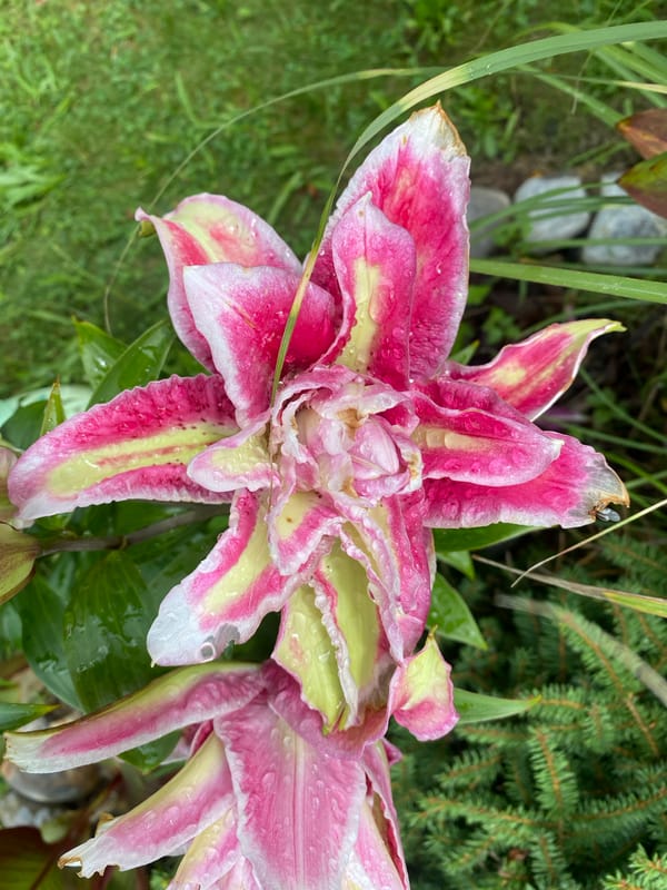 Wet summer garden in full bloom, Pattersonville NY