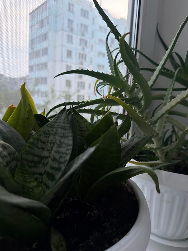 Khabarovsk resident documents quiet morning moments at home