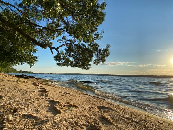 Golden hour at the shoreline, cats, beetles, and close-up textures