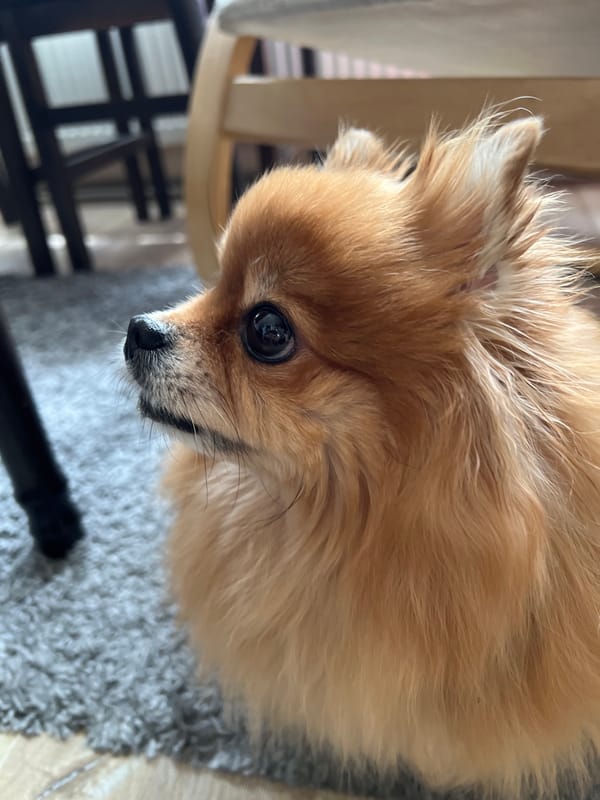 Pomeranian and pink flowers photographed in domestic setting