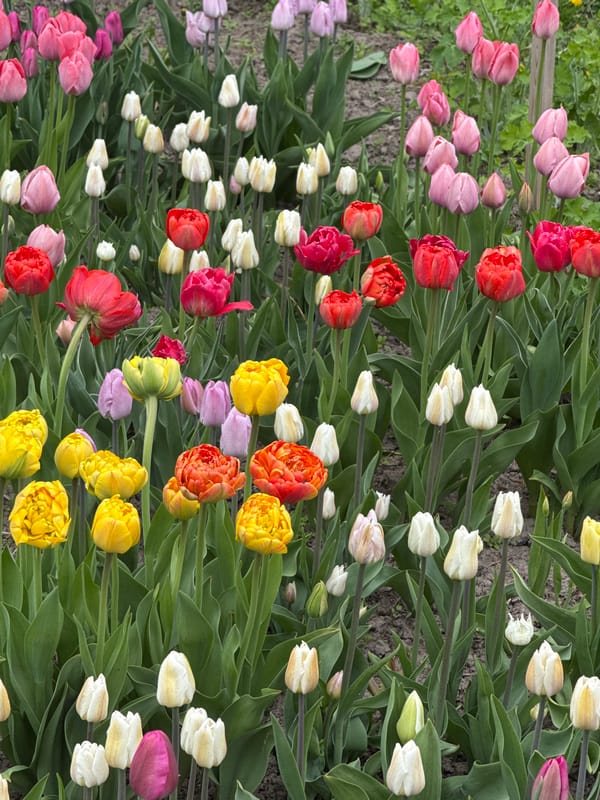 Colorful tulip field blooms in Sapronovo, Russia