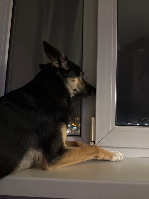 German Shepherd's evening activities documented in Minsk home