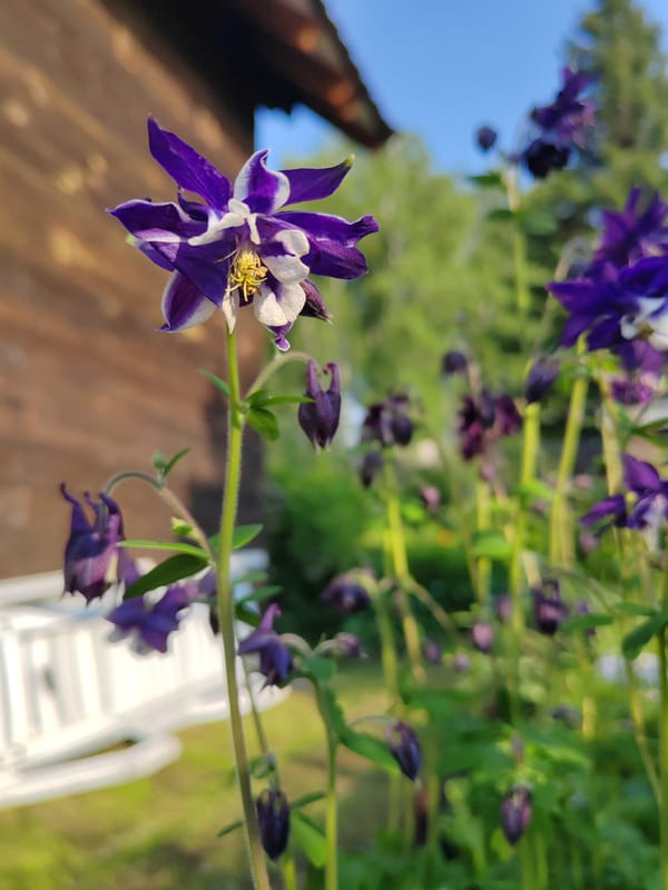 Spring garden photography session in Kemerovo captures blooming flowers