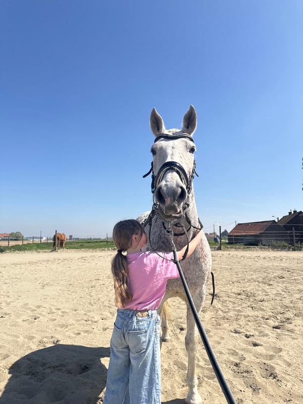 Children interact with horse in Belgian enclosure