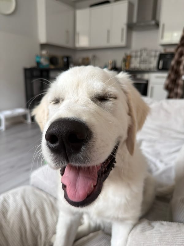 Dog caught yawning on sofa in London