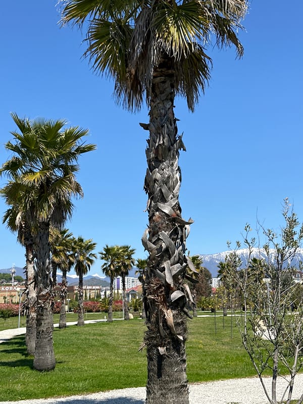 Morning scenes captured in Sirius park with tropical landscaping