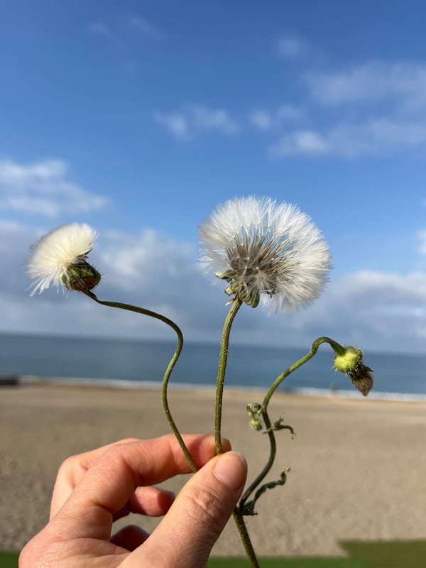 Morning walk captures springtime Alanya wildlife and coastal scenes