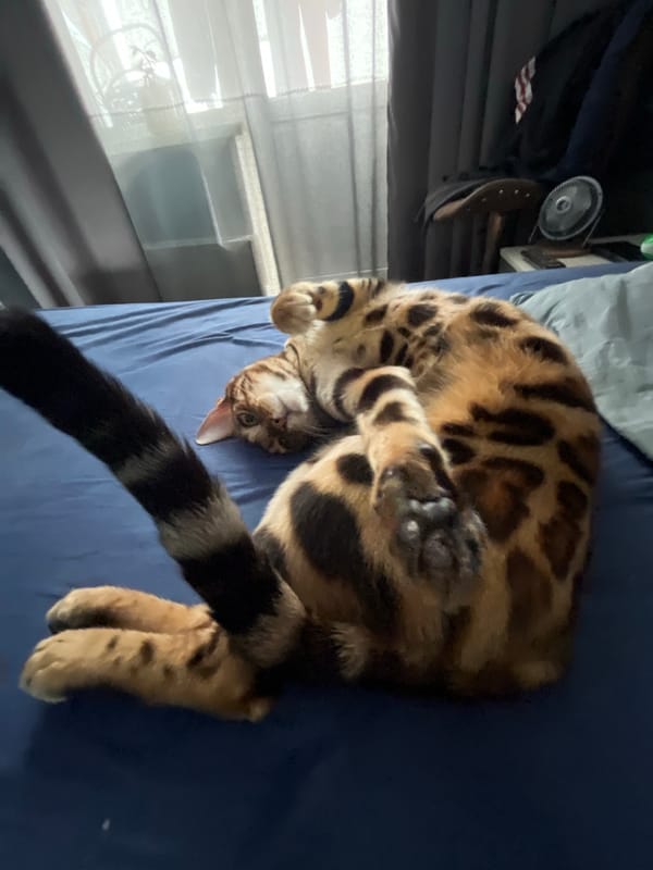 Bengal cat lounging belly-up on a blue bed