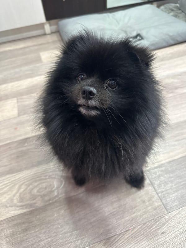 Fluffy black Pomeranian poses on a wooden floor in Kazakhstan