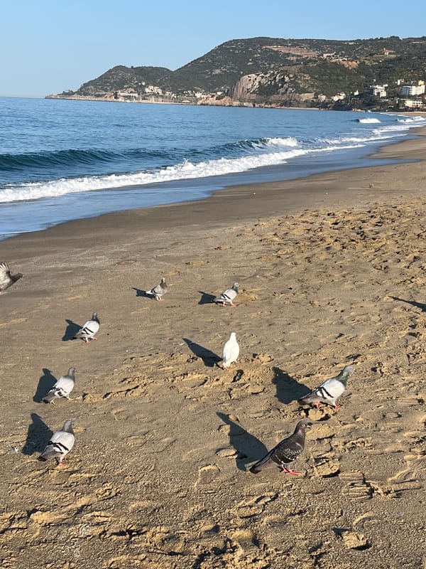 Dawn beach scene with foraging pigeons captured in Alanya