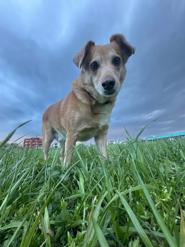 Dog walks along Sava River at sunset in Zagreb