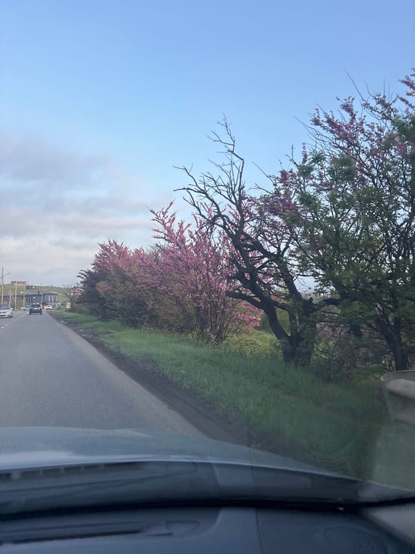 Spring blooms and colorful buildings observed in Tbilisi