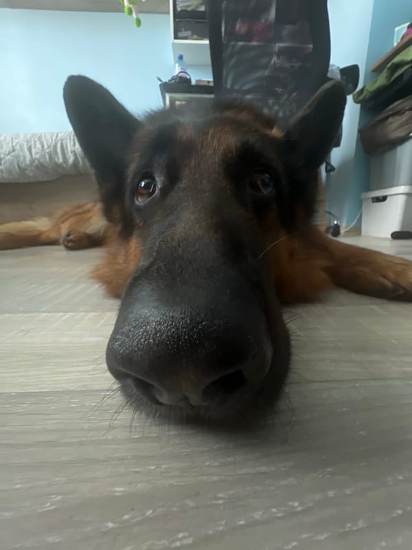 German Shepherd photographed resting on floor in Bulgaria