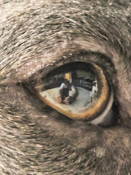 Afternoon dog walk documented in Luxembourg city