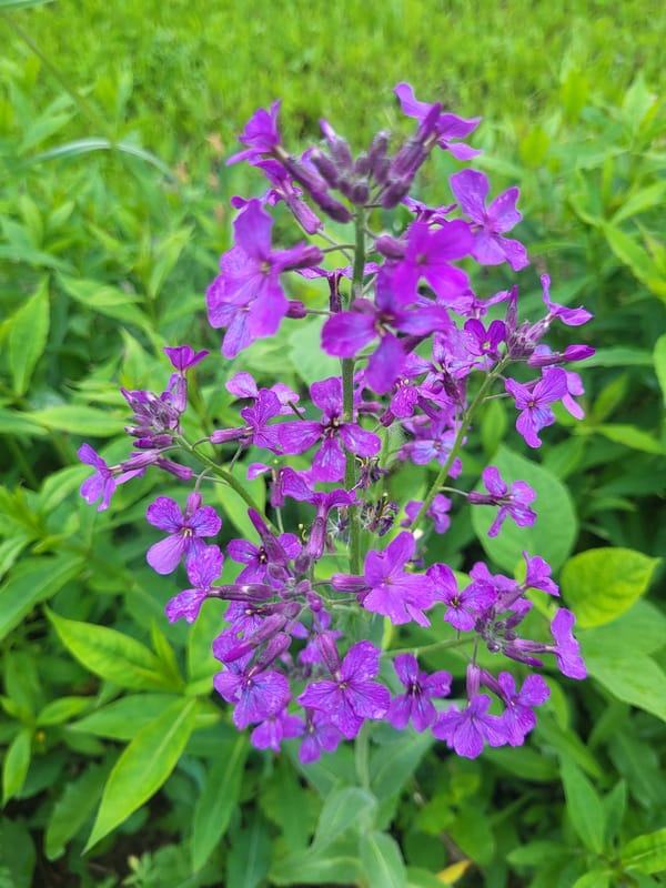 Purple wildflowers and children documented in rural Russian village