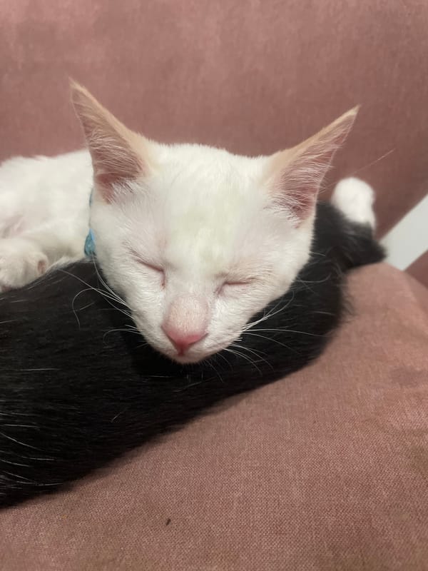 Two cats sleep together on furniture in Denpasar