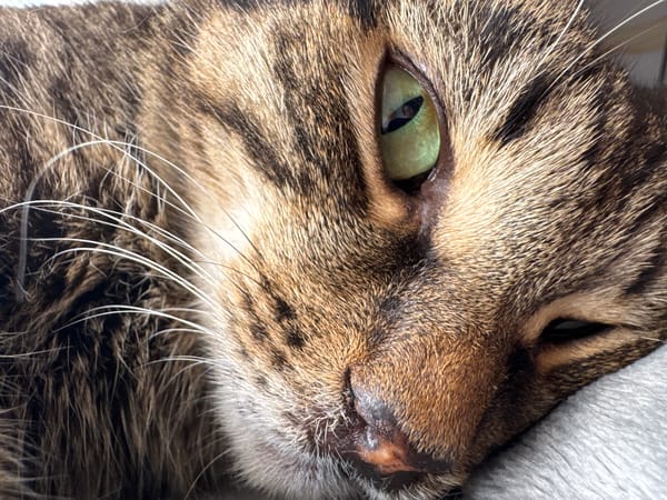 Tabby cat photographed resting in Chernushka, Russia Sunday morning