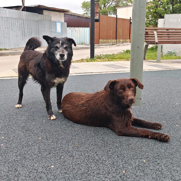 Two stray dogs spotted on matting in Shchelkino, Ukraine