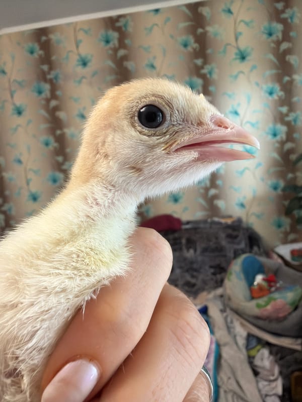 Person documents young poultry in Russian town enclosure