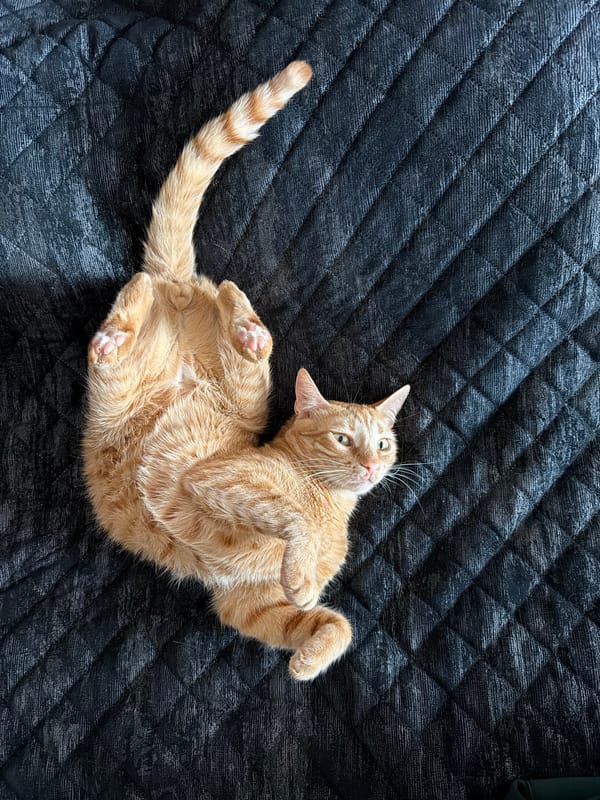 Cats lounging, dental facts shared in Varna morning
