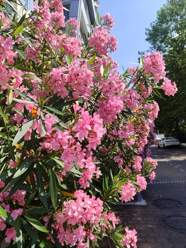 Sochi promenade in bloom on a summer morning