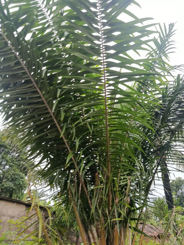 Rural Ukpor morning: muddy roads, weathered gates, tropical vegetation