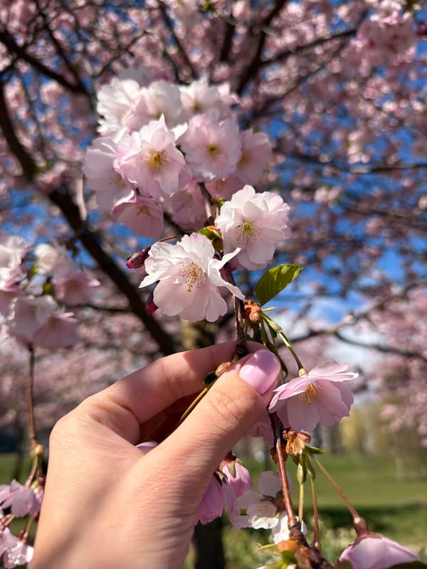 Spring blooms and park life documented across Riga