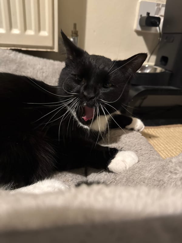 Domestic cats photographed during nighttime session in Desborough home