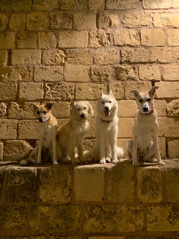Dogs walk near decorative globe in Tel Aviv park