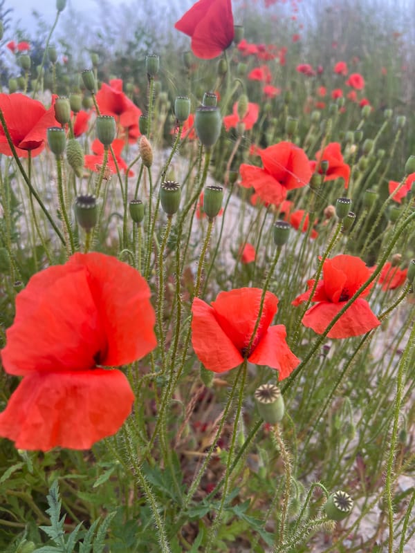 Wild poppies and summer blooms in coastal Estonia