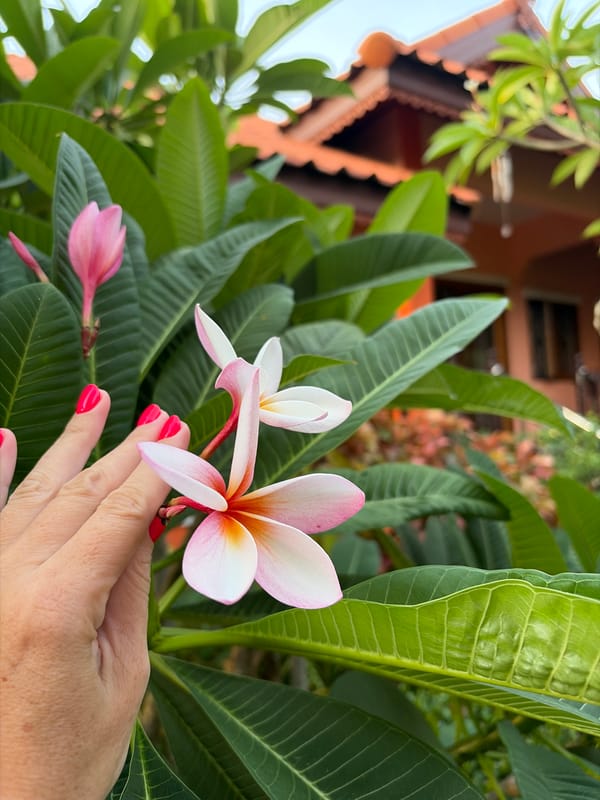Sunset stroll through Mae Nam — palms, blooms, and street scenes