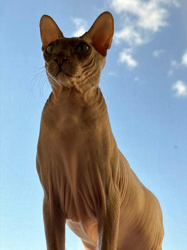 A quiet Izhevsk afternoon with a Sphynx cat at home
