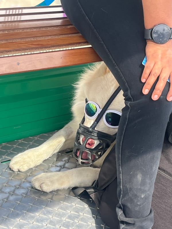 Dog wears double sunglasses in La Paz street photo