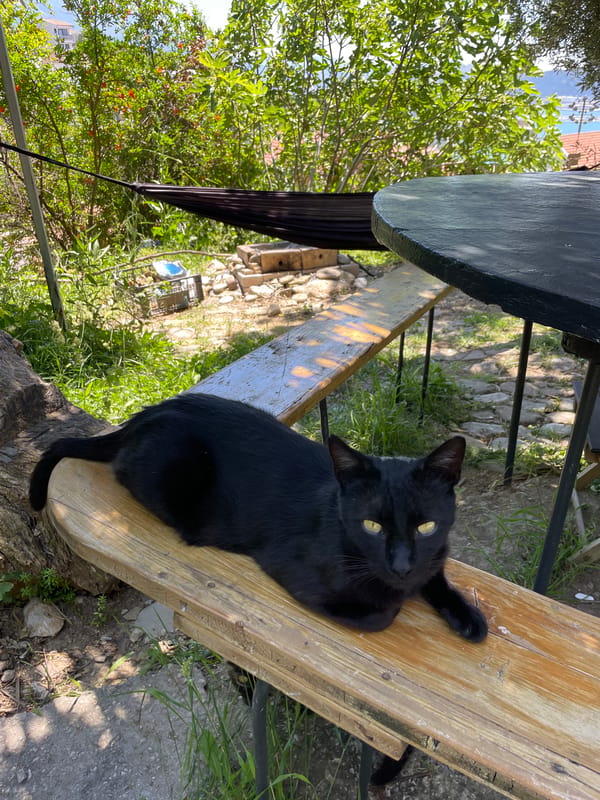 Morning relaxation session with cats documented in Šušanj, Montenegro