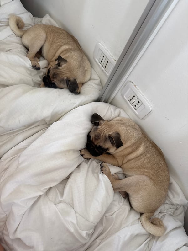 Sleepy pugs, garden flowers, and a parking lot morning