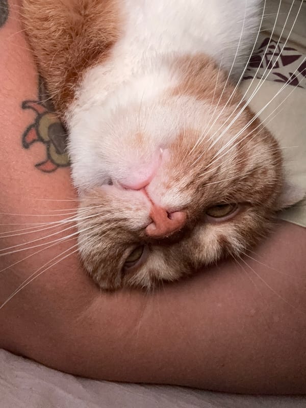 Orange tabby cat napping and yawning in Krasnodar