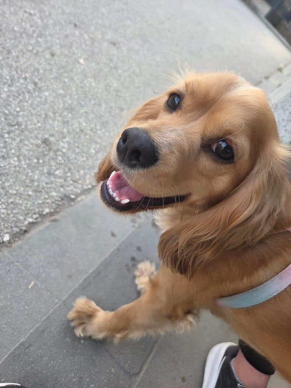 Pets photographed in outdoor spaces across Pleven, Bulgaria