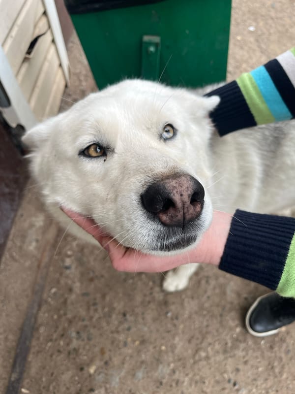 White dog photographed in relaxed moments in Шолья, Russia