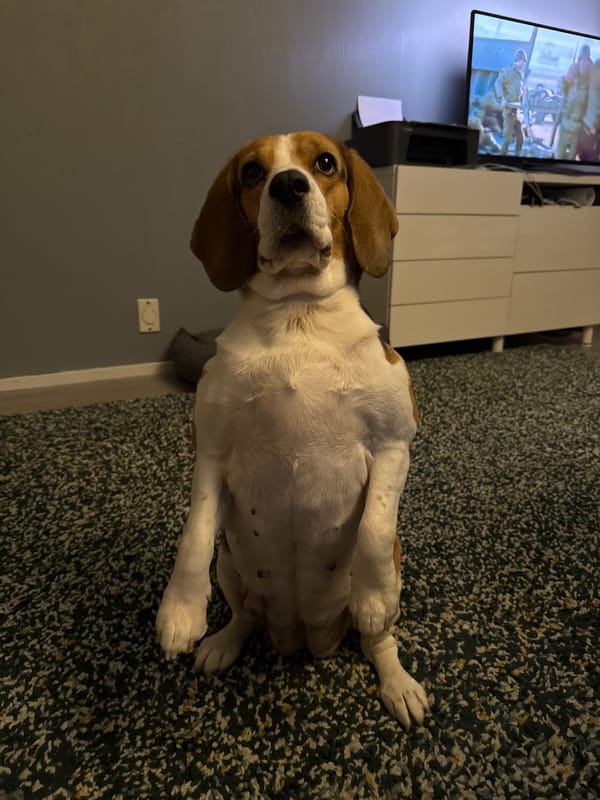 Beagle on a rug, checking out a chew toy