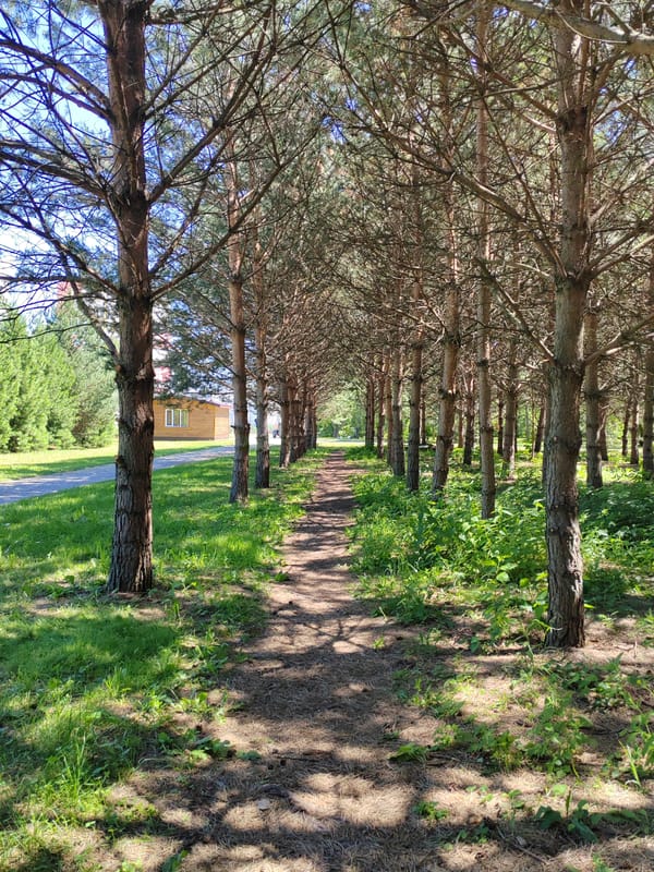 Summer morning in a Kemerovo pine park, wildlife included
