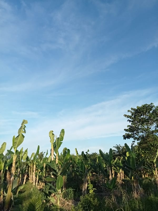 Rural agriculture and tropical vegetation in Teluk Kenidai, Indonesia
