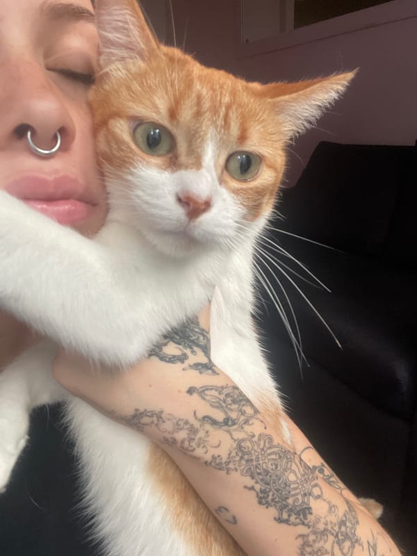 Pet owner shares intimate moment with orange cat