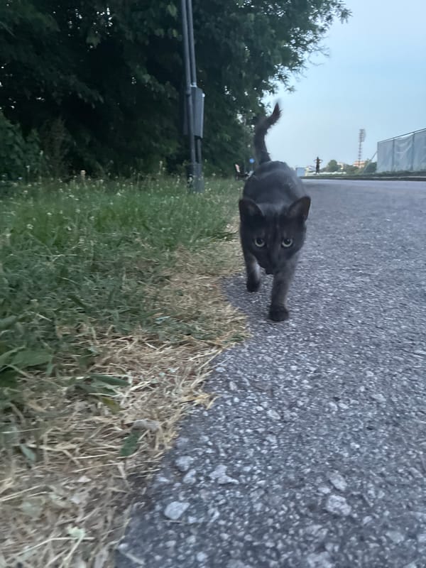 Cats, kittens, and Plovdiv at dusk