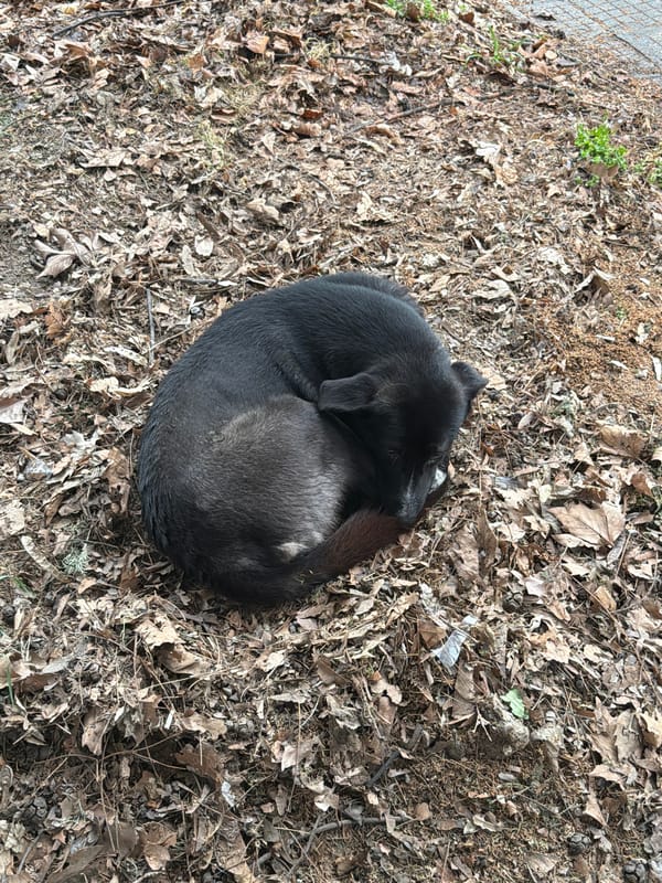 Black dog rests on leaves in Pazardzhik, Bulgaria