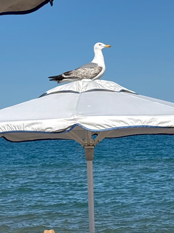 Lazy beach afternoon: seagulls, cabanas, sailboats, and sand